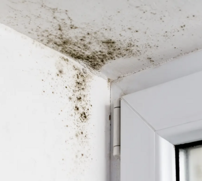 mold growing in the corner of a white wall.