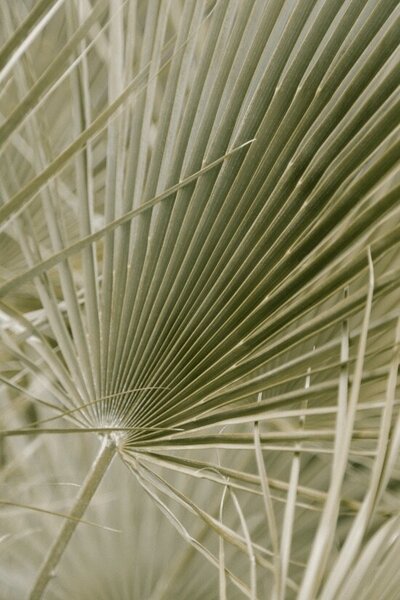 A peaceful palm frond sways in the Sayulita breeze, capturing the tropical essence and relaxed wellness lifestyle of Mexico’s vibrant coastal paradise.