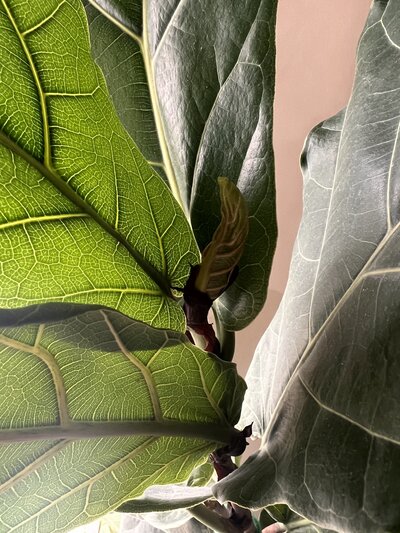 Close up photo of a fiddle leaf fig
