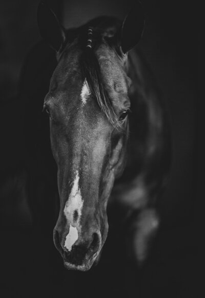 Black and White headshot of a horse
