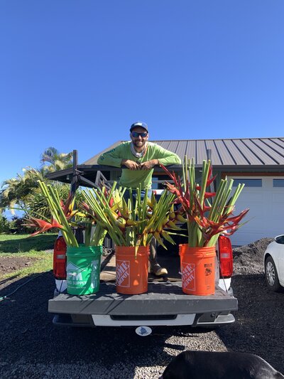 DId you know heliconia buckets
