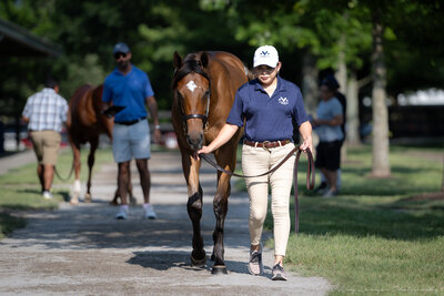 A handler leads a Thoroughbred horse.