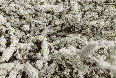 A closeup of small white flowers on the branches of a tree