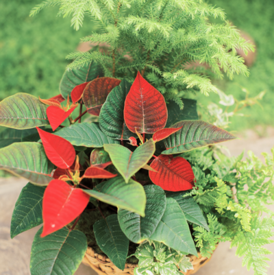 Holiday Container Workshop. Create your very own 10" Holiday Dish Garden filled with a beautiful assortment of indoor plants provided by Pete's Greenhouse.