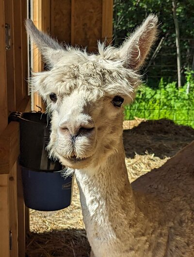 Alpaca with face to camera