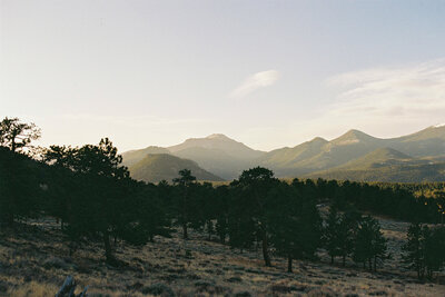 Trees along the side of a mountain 