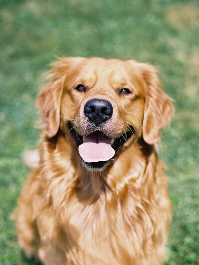 One of the top baltimore photographers, Nicole Simensky's dog