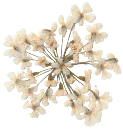 Pressed white flowers