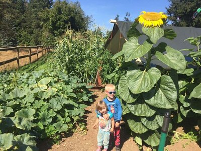 Children standing in the garden at Lost Shoe Ranch, surrounded by tall sunflowers, corn, and other lush green plants.