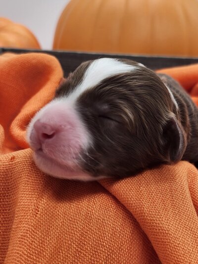 beb19a62-c3b7-4f0f-ac7e-b1c1f0460255