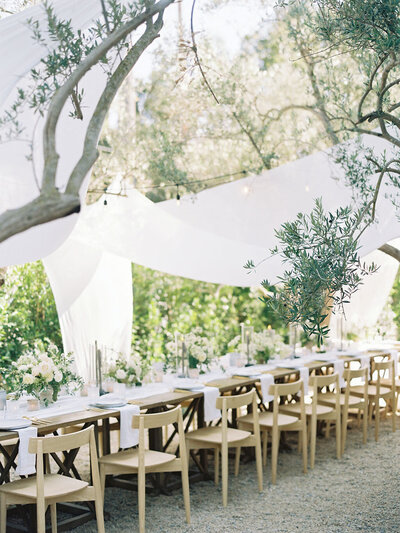 olive trees with draping and chairs