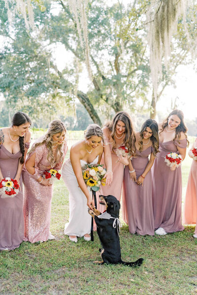 Bride and bridesmaids looking at the dog of honor. Dog has a grey wedding bowtie on.