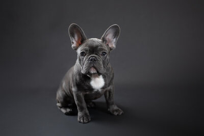 Blue Brindle French Bulldog in Worcester Dog Photography Studio on Black Backdrop