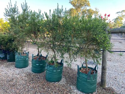 HEATH BANKSIA Banksia Ericfolia