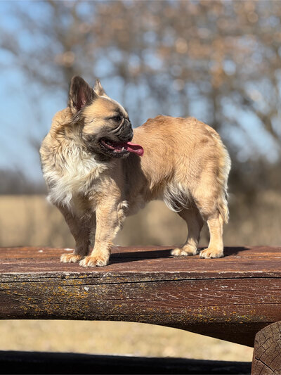 Fawn Fluffy French Bulldog standing on all fours with its mouth open and tongue out  standing on a park table.