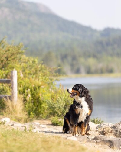 dog on a hike looking at the owner