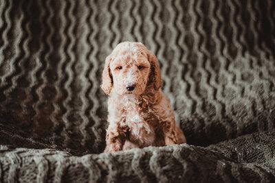 Black Collar Male Oakley