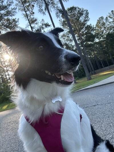Willa the Border Collie in the Sun