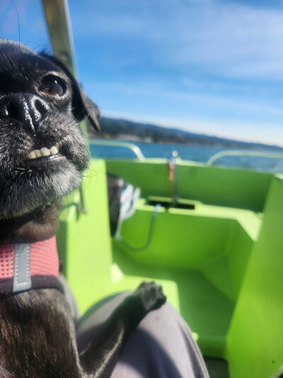 Billie (2)