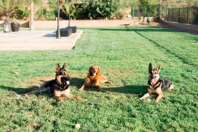 K&O Dog Training in Corona CA_0055