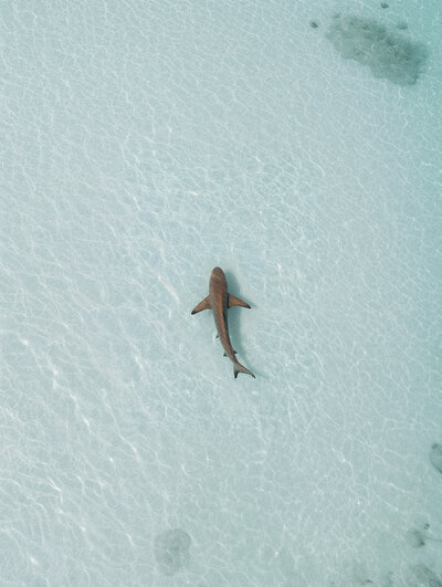 Aerial shot of a shark swimming in shallow turquoise water