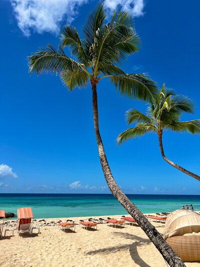 Barbados Palm Trees