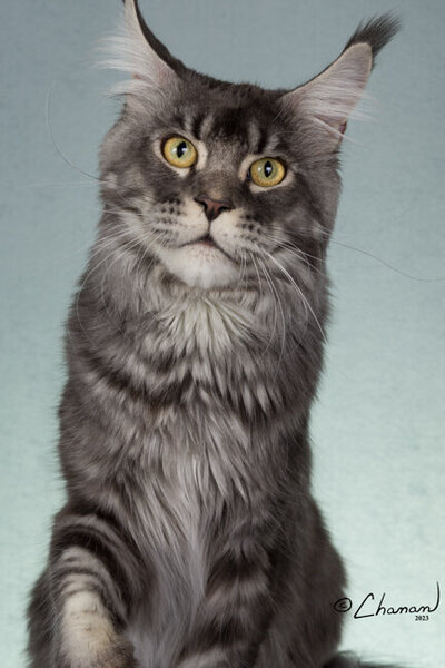 Champion_maine_coon_Leo_1