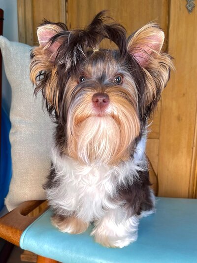 A dark colored yorkie laying on the floor