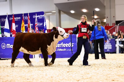 a girl showing beef cattle