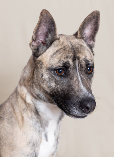 PROFESSIONAL PET PHOTOS OF A CATTLE DOG AT A SHELTER WAITING TO BE ADOPTED.  THE PHOTOS WERE USED TO HELP THE DOGS FIND THEIR FOREVER HOME. 