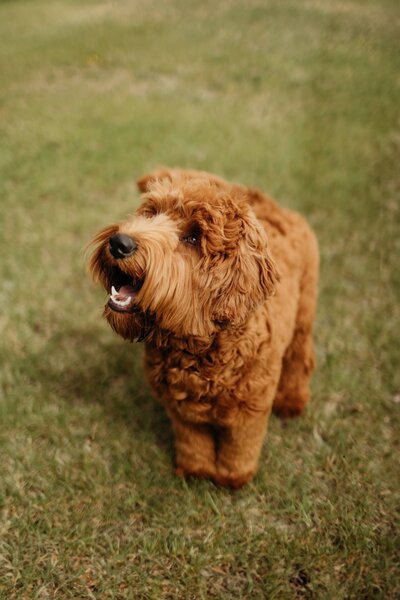 Red Australian Labradoodle Breeder in  Edmonton