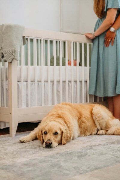 dog laying next to a crib as the new parents admire their newborn in the background