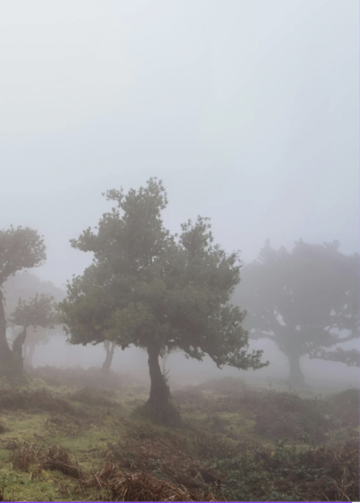 Misty trees representing therapy prices and hypnotherapy packages in London