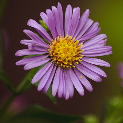 purple flower with yellow center