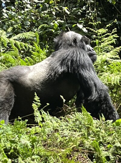 rwanda 5