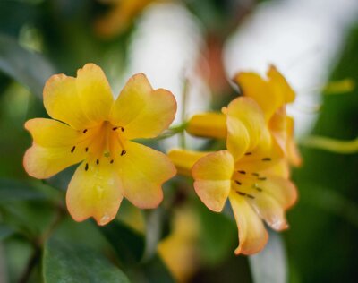 Image of yellow flowers