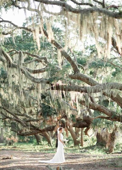 Wide shot of a bride standing under a elegant live oak filled with Spanish moss