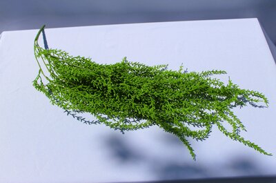 greenery to rent for wedding