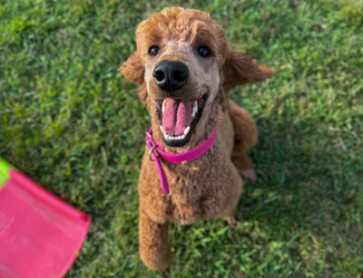 marmalade