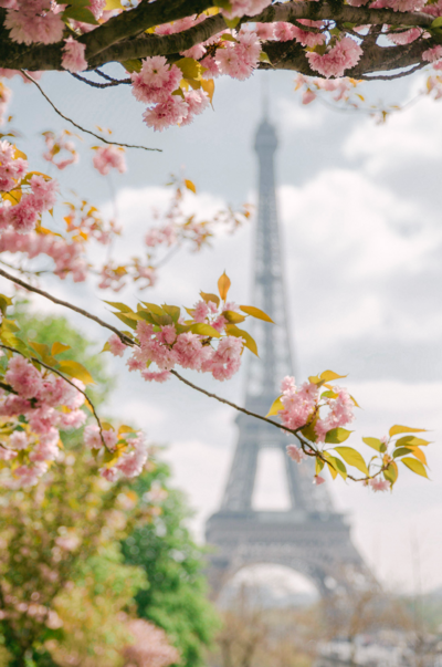 Paris in the Spring at Trocadero featuring Eiffel Tower and cherry blossoms in April