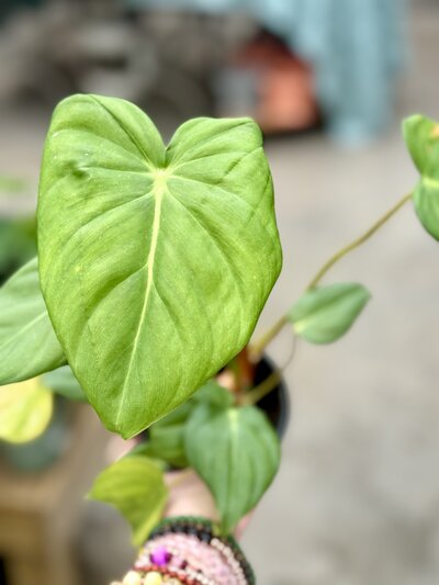 Heart-Shaped-Leaves2528