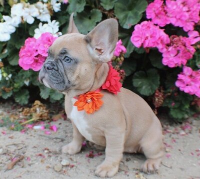 Elara. Luna & Bam bam pup. Available. 