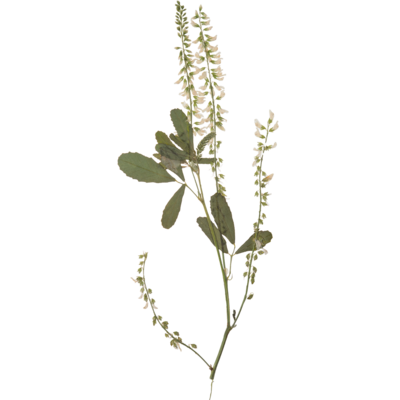 Pressed green and white flowers
