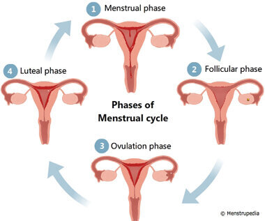 pysiology-menstrual-phases