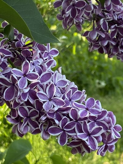 Sensation syringa vulgaris purple heirloom lilac at North Country Lilacs nursery in Canton, New York