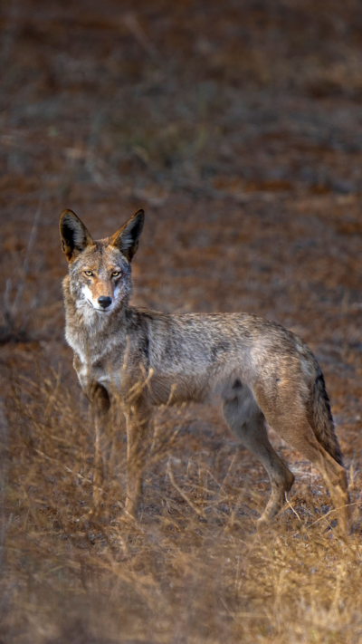 A photo of a coyote in the wild