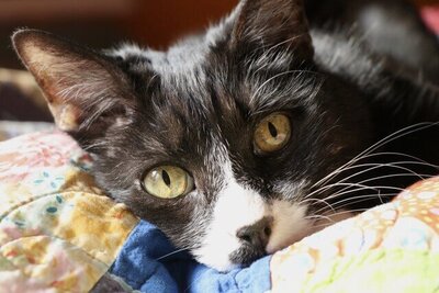 Carin Rene's tuxedo cat named Lucky