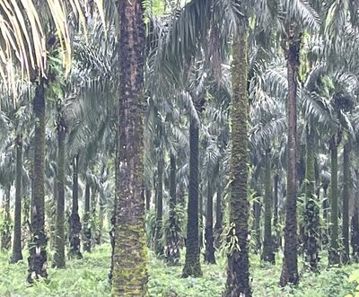 cameroon 7