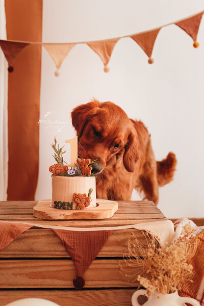 Golden retriever die een persoonlijke taart krijgt voor verjaardag. Deze cakesmash fotoshoot gaat door in de studio in België.