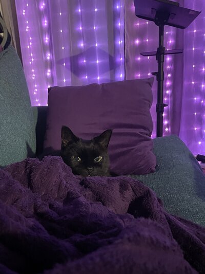 Spooky-cat